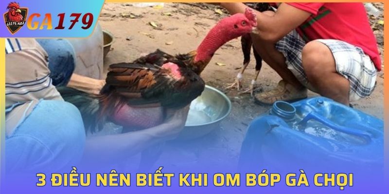 3 điều nên biết khi om bóp gà chọi