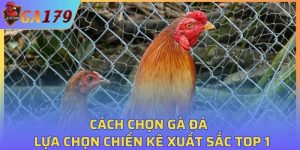 Cách Chọn Gà Đá Hay