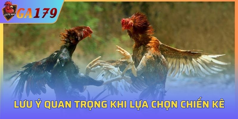 Lưu ý quan trọng khi lựa chọn chiến kê