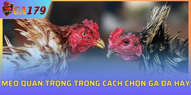 Mẹo quan trọng trong cách chọn gà đá hay