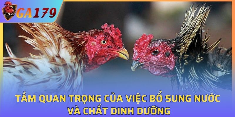 Tầm quan trọng của việc bổ sung nước và chất dinh dưỡng