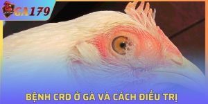 Bệnh CRD