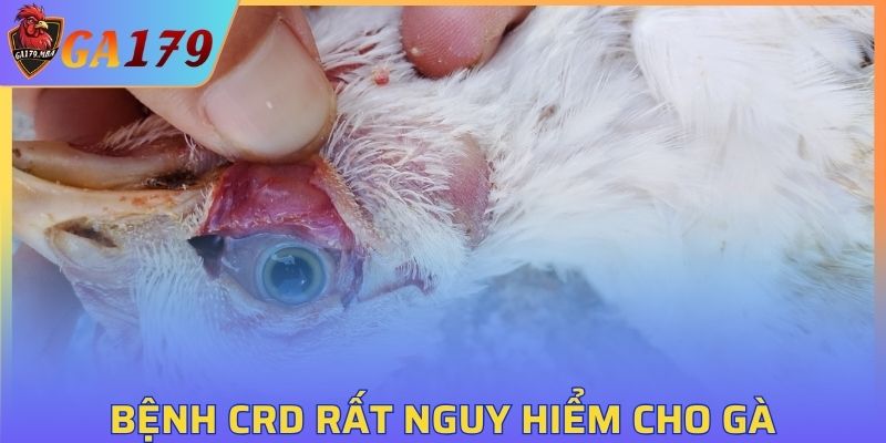 Bệnh CRD rất nguy hiểm cho gà