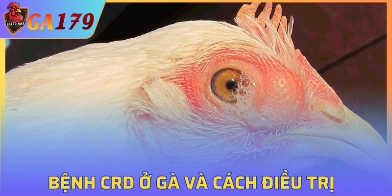 Bệnh CRD