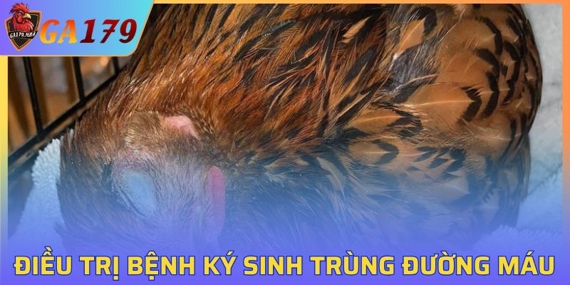 Bệnh Ký Sinh Trùng Đường Máu