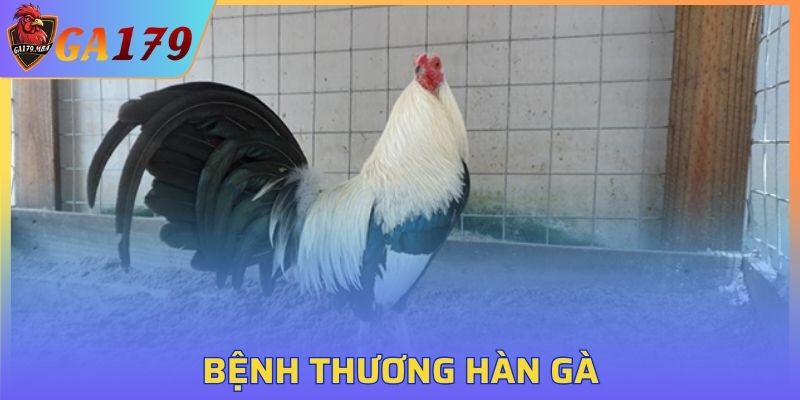 Bệnh Thương Hàn Gà