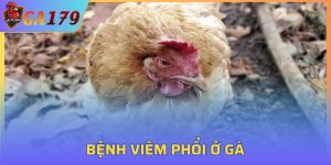 Bệnh Viêm Phổi Ở Gà