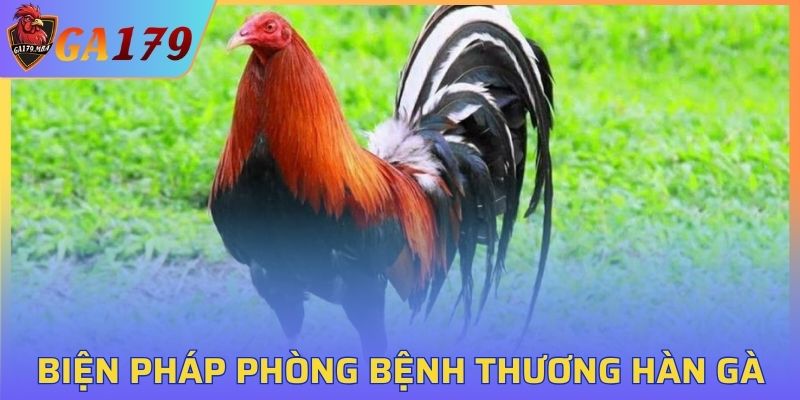 Biện pháp điều trị bệnh thương hàn ở gà