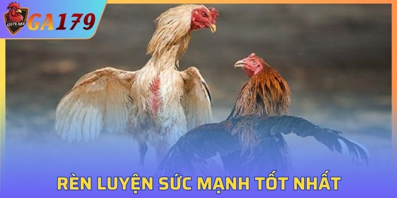 Biết cách tập luyện cho chiến kê