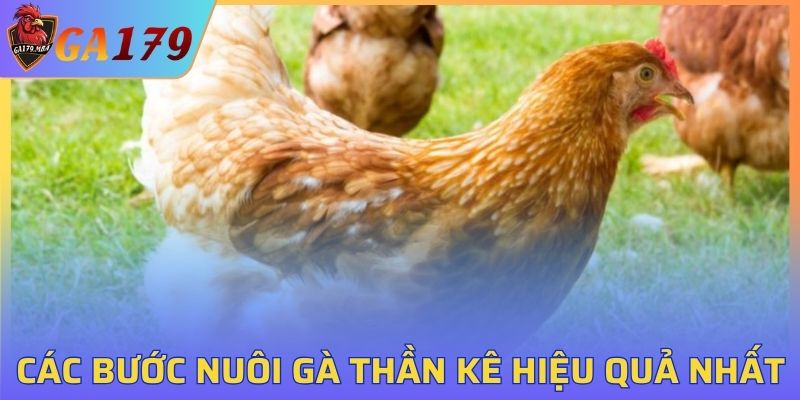 Các bước nuôi Gà Thần Kê hiệu quả nhất