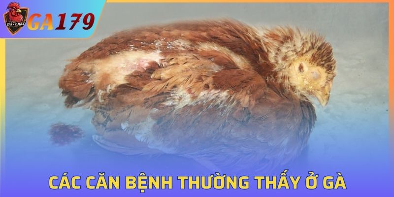 Các căn bệnh thường thấy ở gà