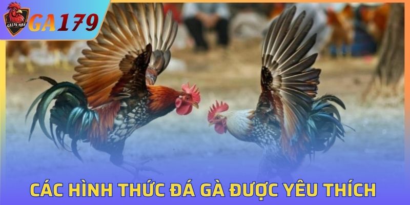 Các hình thức đá gà trực tuyến được yêu thích tại GA179