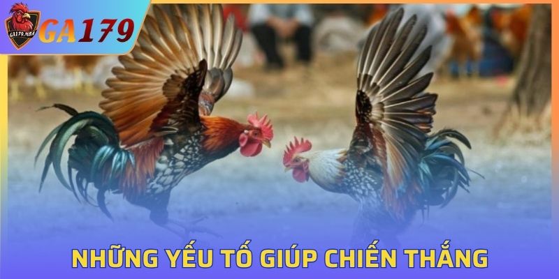 Các yếu tố quyết định chiến thắng khi tham gia đá gà