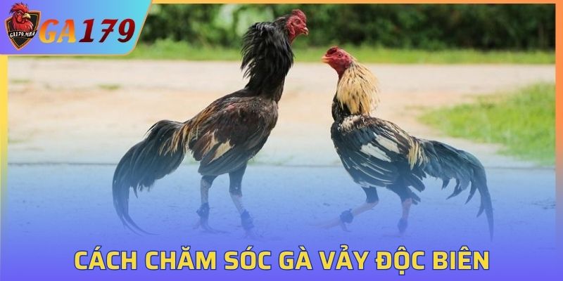 Cách chăm sóc gà vảy độc biên