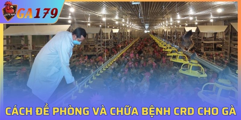 Cách đề phòng và chữa bệnh CRD cho gà