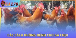 Cách Phòng Bệnh Cho Gà Chọi