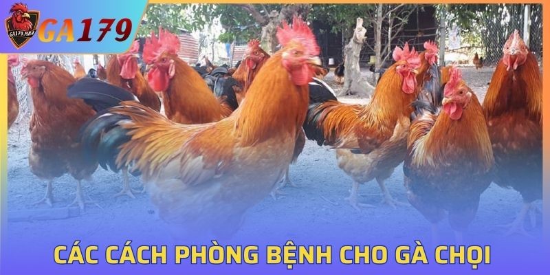 Cách Phòng Bệnh Cho Gà Chọi