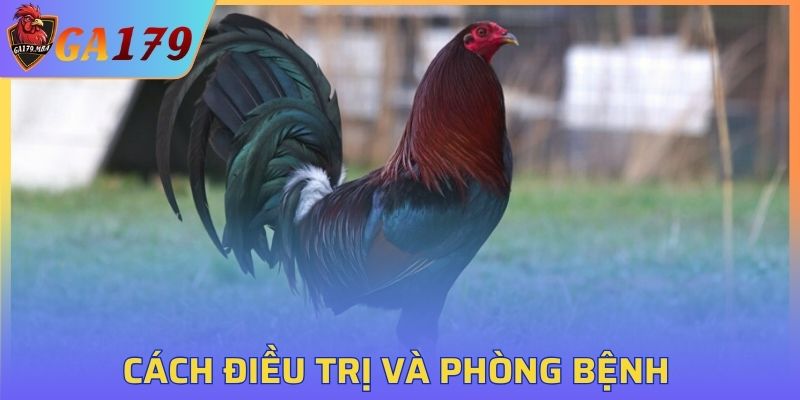 Cách phòng bệnh thương hàn gà