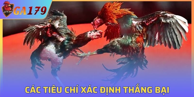 Cách xác định thắng thua dễ hiểu trong luật đá gà miền Bắc