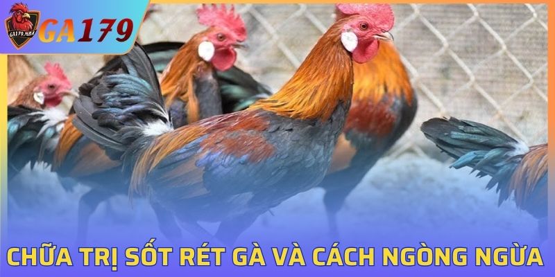 Chữa trị sốt rét gà và cách phòng ngừa