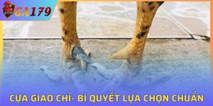 Cựa Giao Chỉ