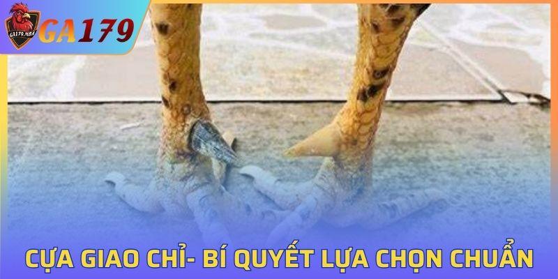 Cựa Giao Chỉ