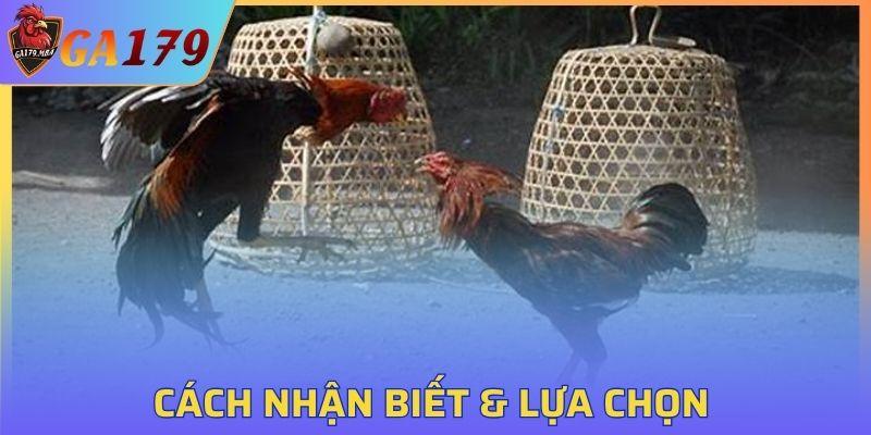 Cựa giúp gia tăng sát thương khi ra đòn