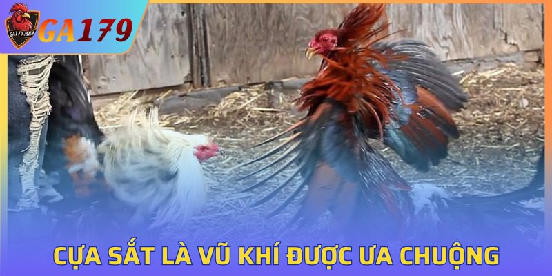 Cựa sắt là vũ khí được ưa chuộng