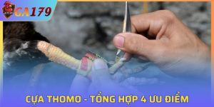 Cựa Thomo