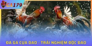 Đá Gà Cựa Dao