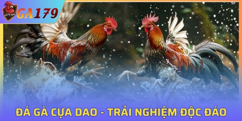 Đá Gà Cựa Dao