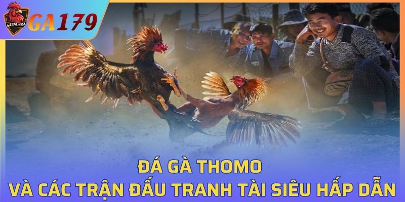 Đá gà Thomo và các trận đấu tranh tài siêu hấp dẫn