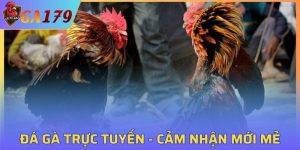 Đá Gà Trực Tuyến