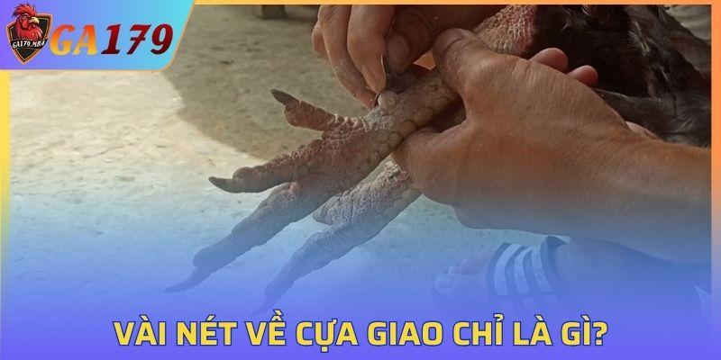 Đây là một trong những loại cựa hiếm có