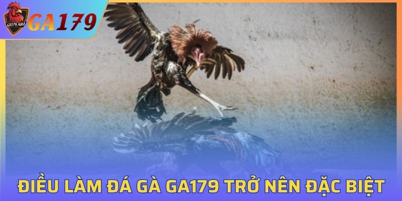 Điều làm đá gà GA179 trở nên đặc biệt
