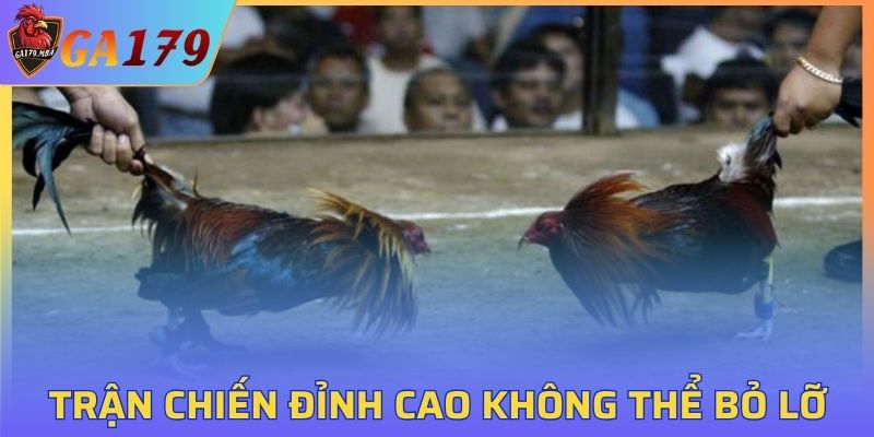 Gà Thomo
