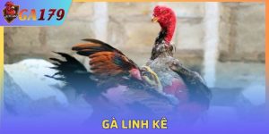 Gà Linh Kê