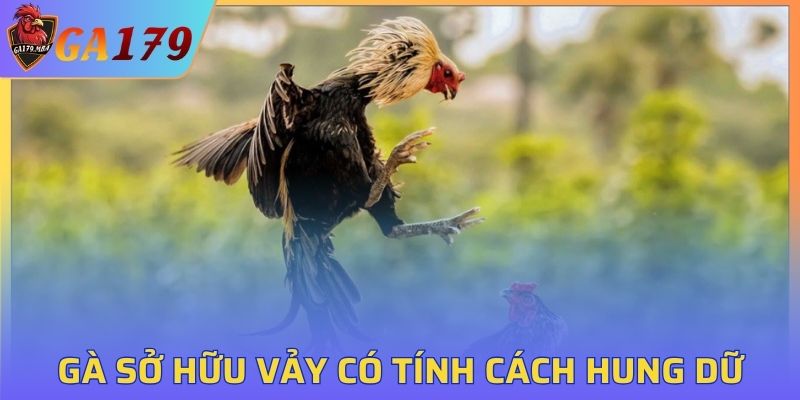Gà sở hữu vảy có tính cách hung dữ