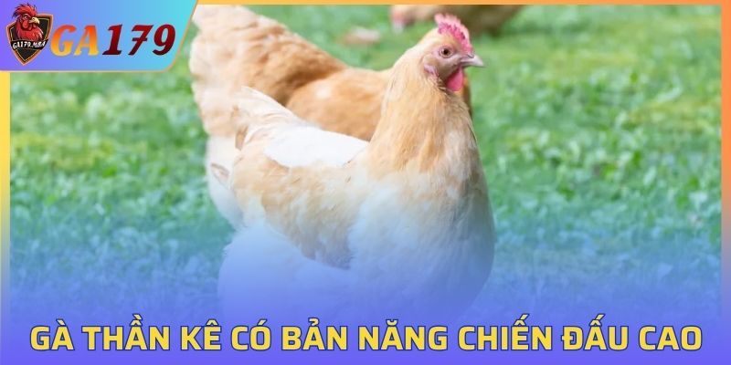 Gà Thần Kê có bản năng chiến đấu cao