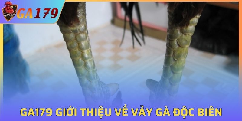 GA179 giới thiệu về vảy gà độc biên