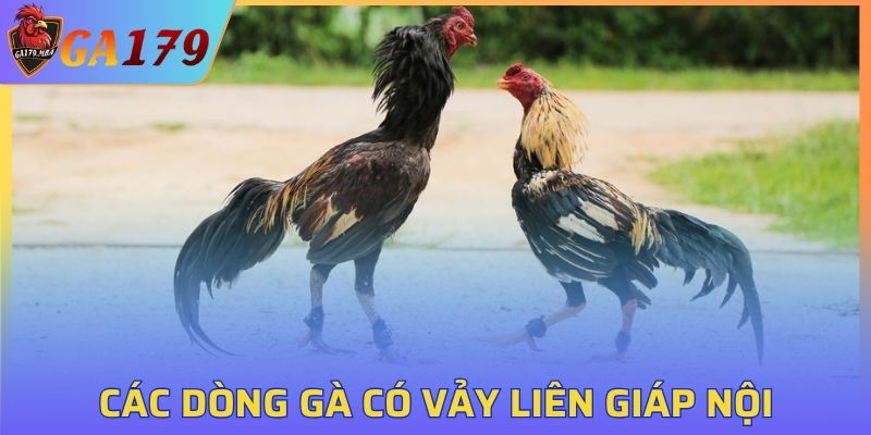 Giới thiệu các dòng gà có vảy liên giáp nội