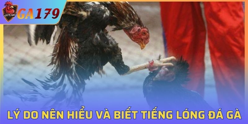 Hiểu đúng, chơi hay, thắng lớn cùng TLTDG