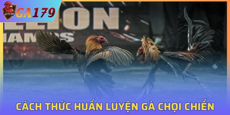 Huấn Luyện Gà Chọi Chiến