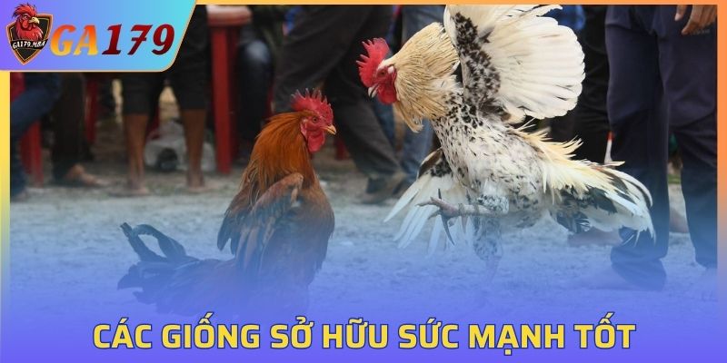 Huấn luyện nhờ vào việc chọn giống