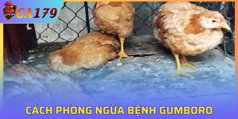 Hướng dẫn cách phòng ngừa Bệnh Gumboro
