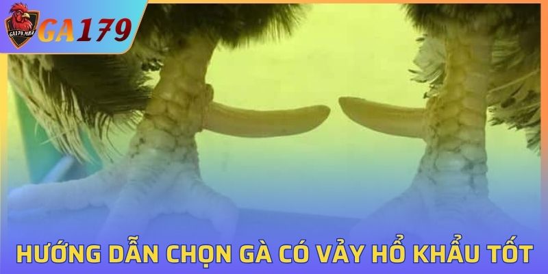 Hướng dẫn chọn gà có Vảy Hổ Khẩu tốt
