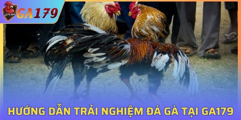 Hướng dẫn tham gia và trải nghiệm đá gà tại GA179