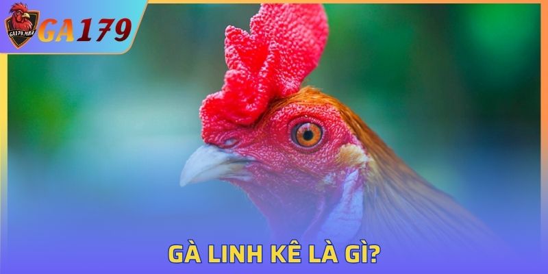 Khái quát về chiến binh Linh Kê