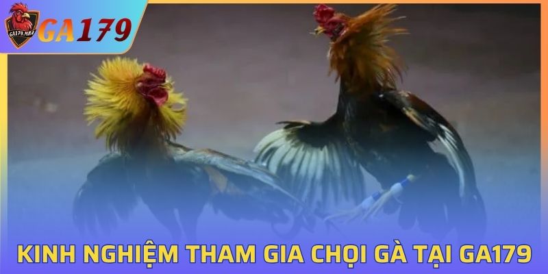 Kinh nghiệm tham gia chọi kê hiệu quả