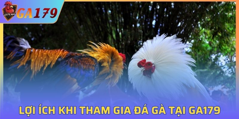 Lợi ích nổi bật khi tham gia đá gà tại GA179